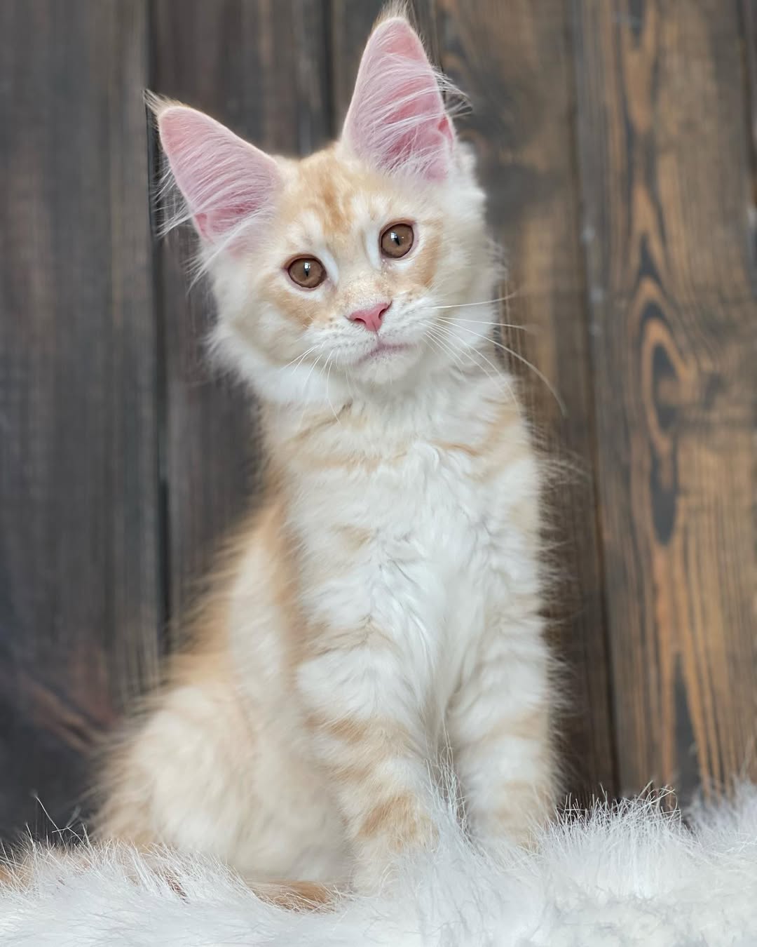 Maine Coon Kittens for Sale USA