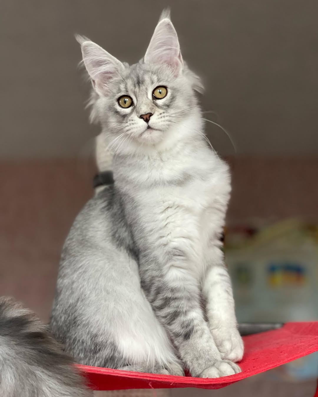 Maine Coon Kittens for Sale USA
