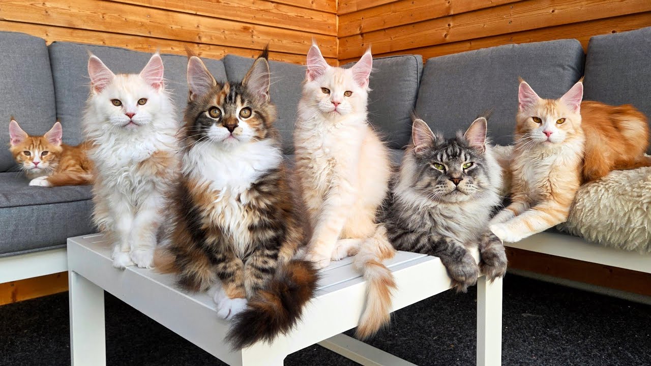 Buy Maine Coon Cat USA