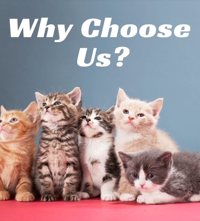 Why Consider Maine Coon Paws