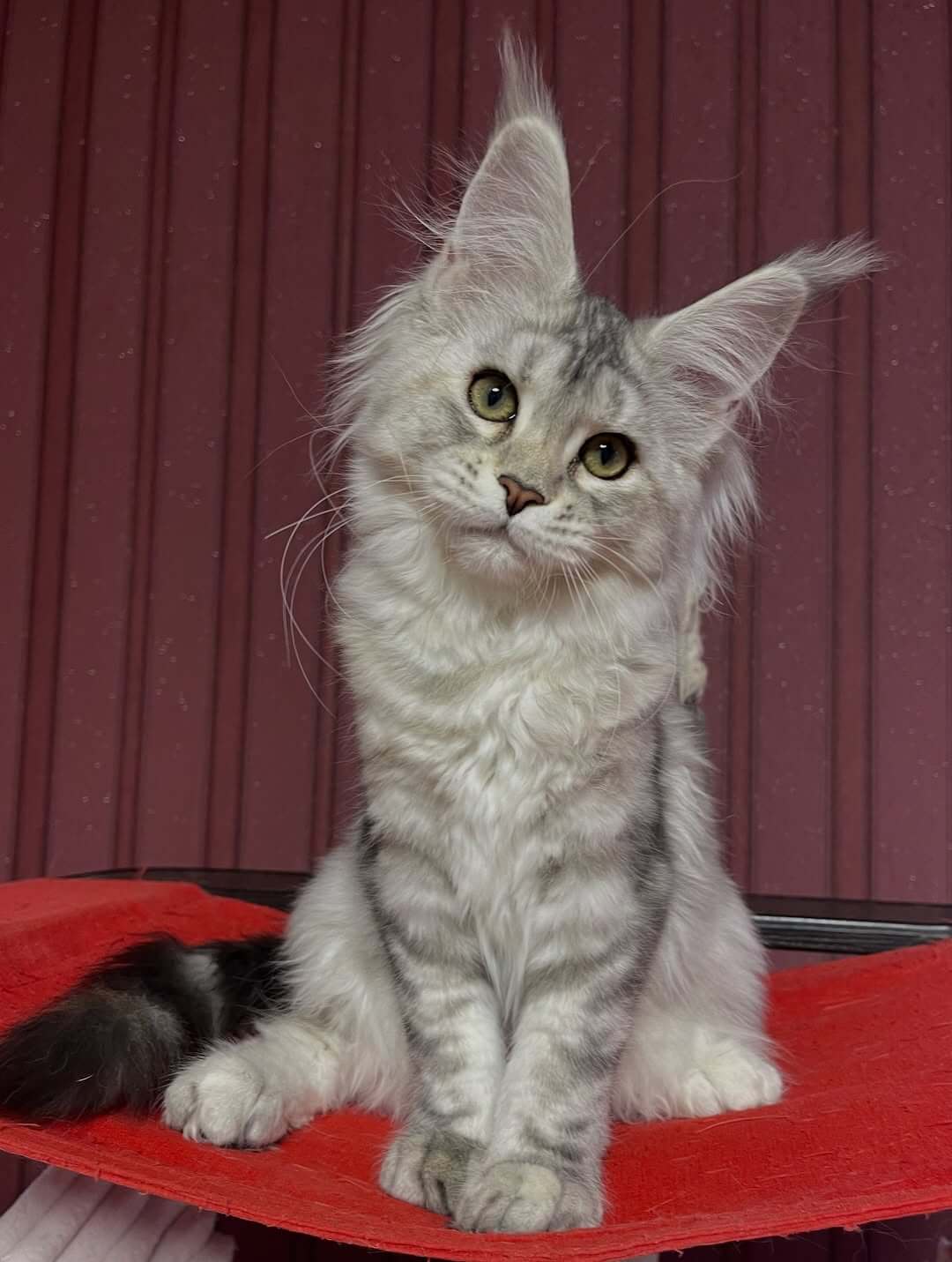 Male Maine Coon USA