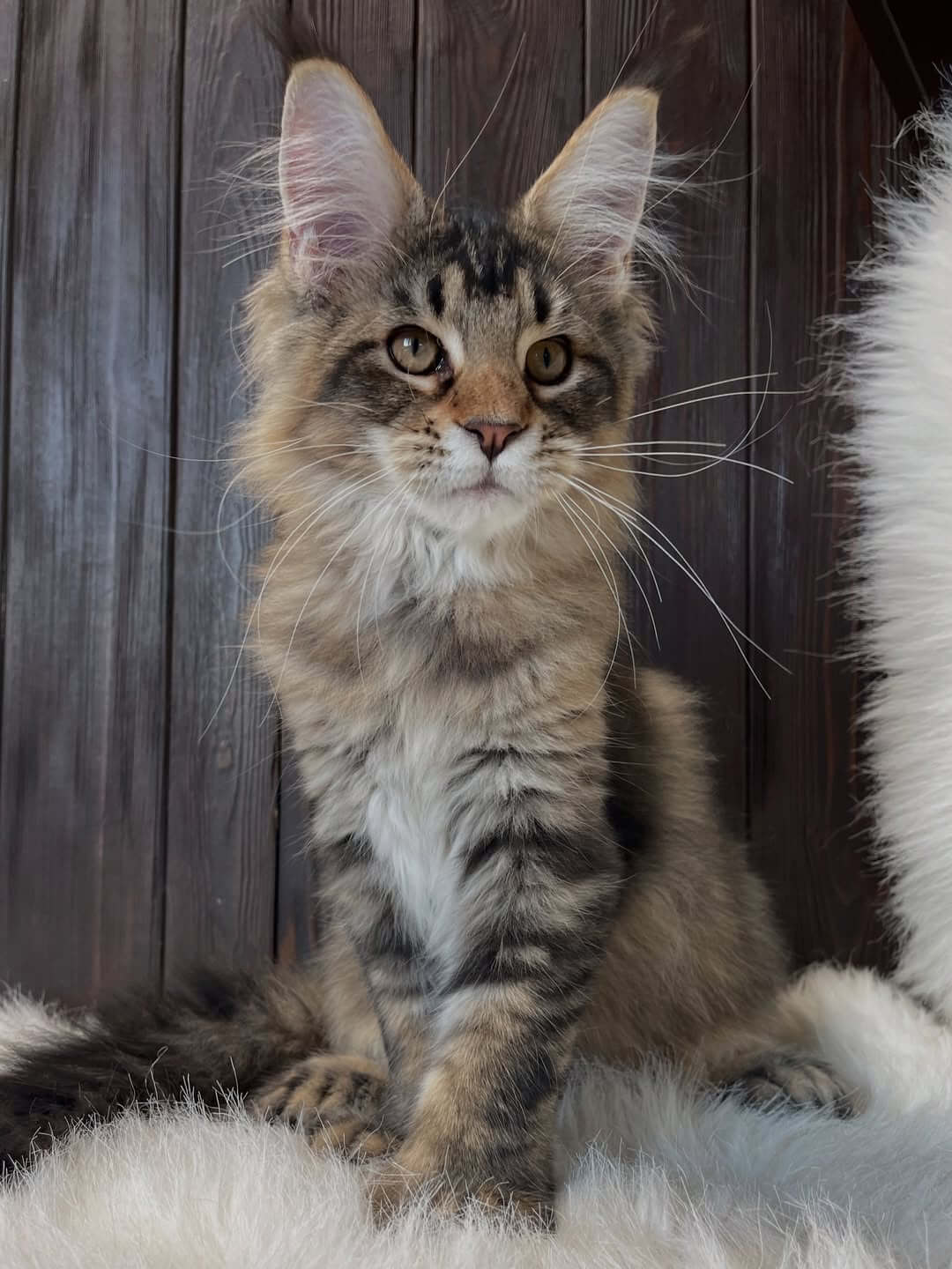 Female Maine Coon USA
