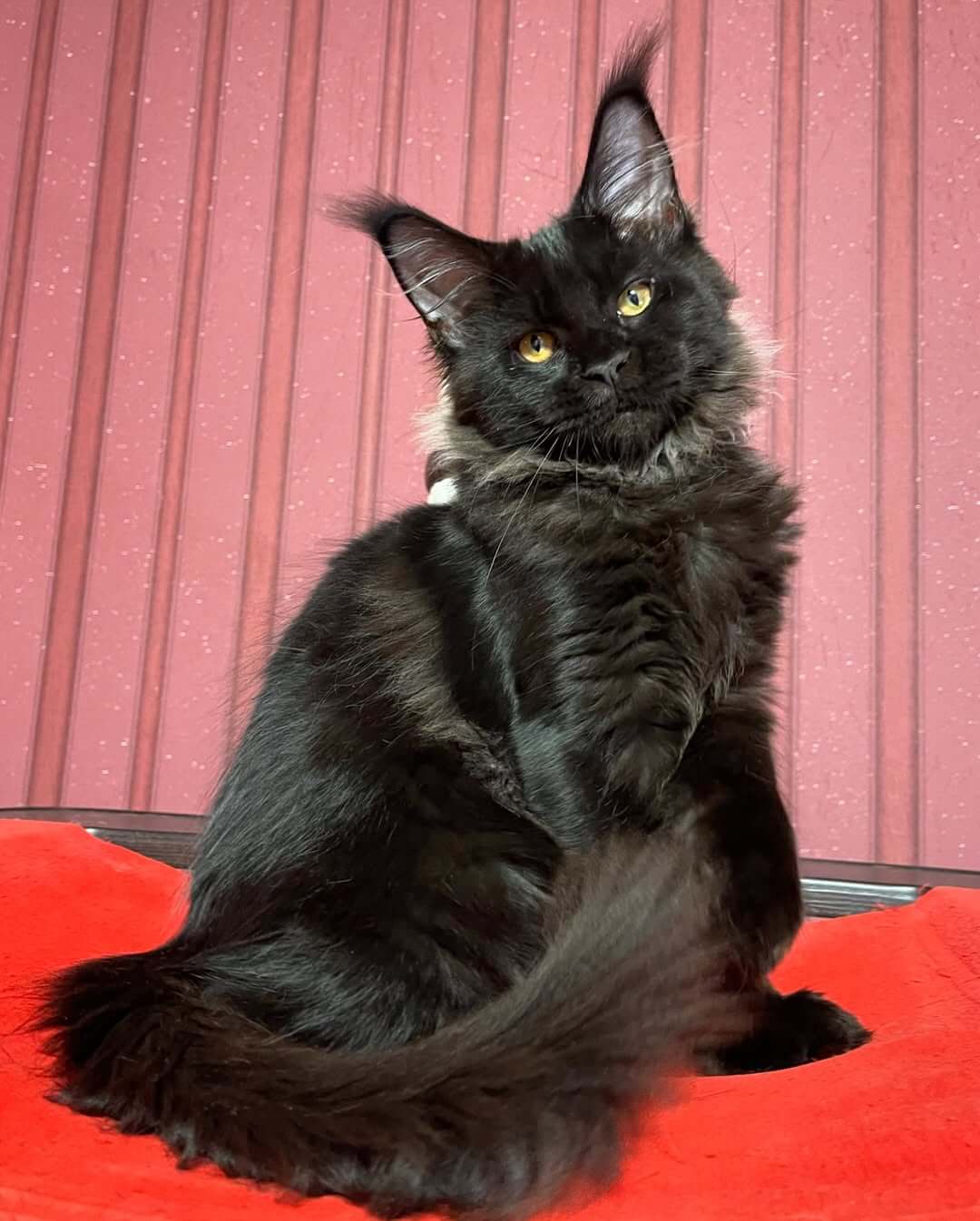 Coon Cats For Sale USA