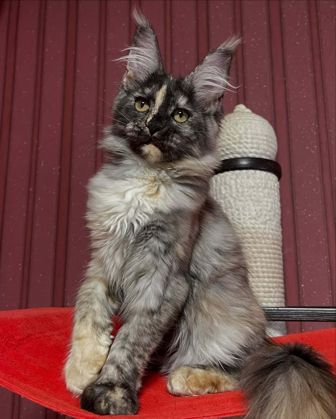 Maine Coon Kittens Price USA