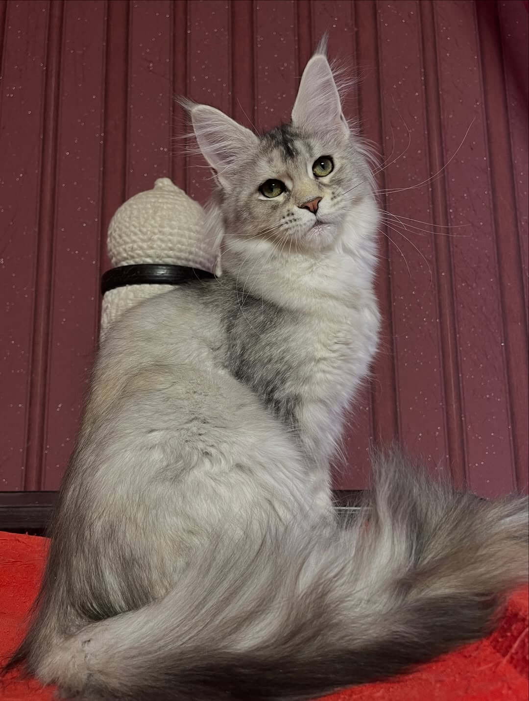 Maine Coon Cats For Sale Near Me USA