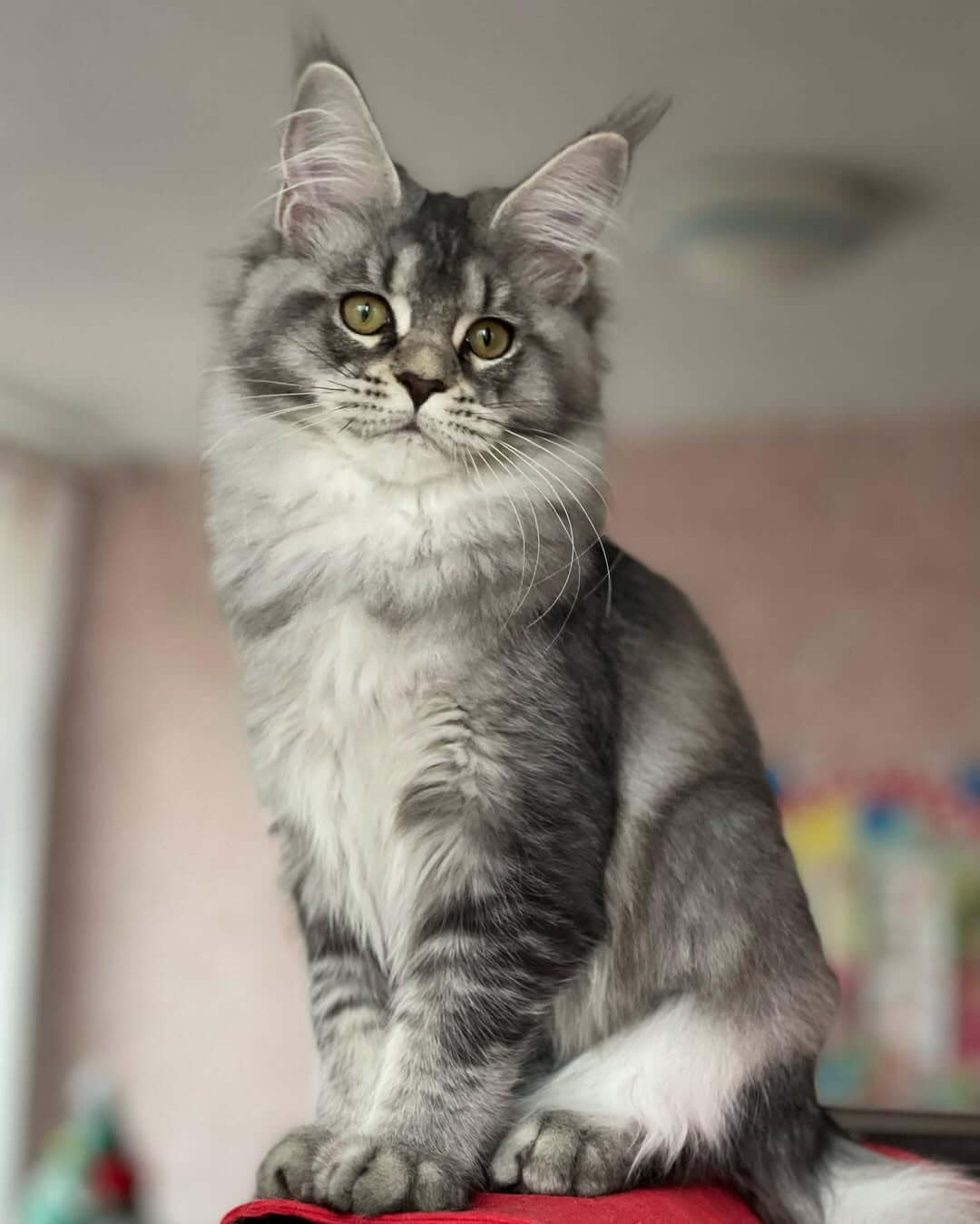 Maine Coon Cats Near Me USA