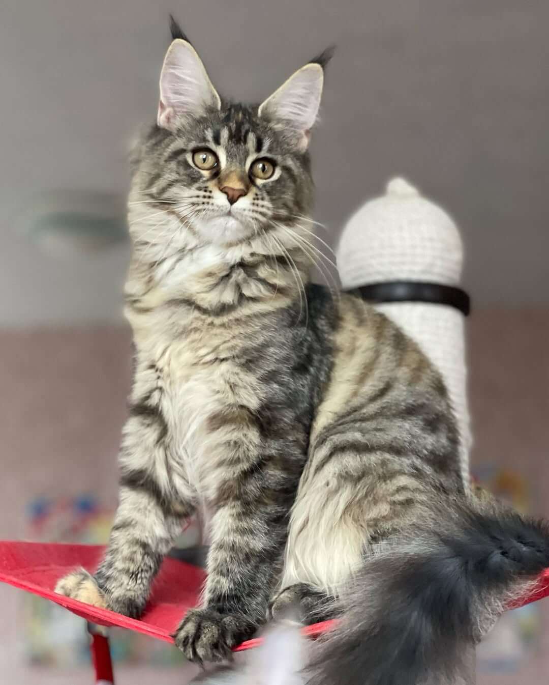 Maine Coon Kittens for Sale USA