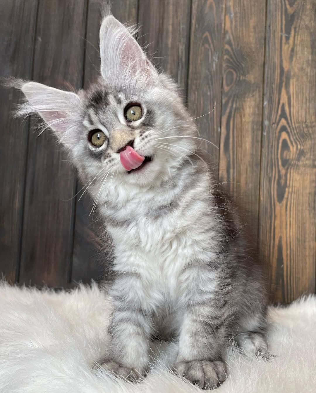 Maine Coon Kittens for Sale USA