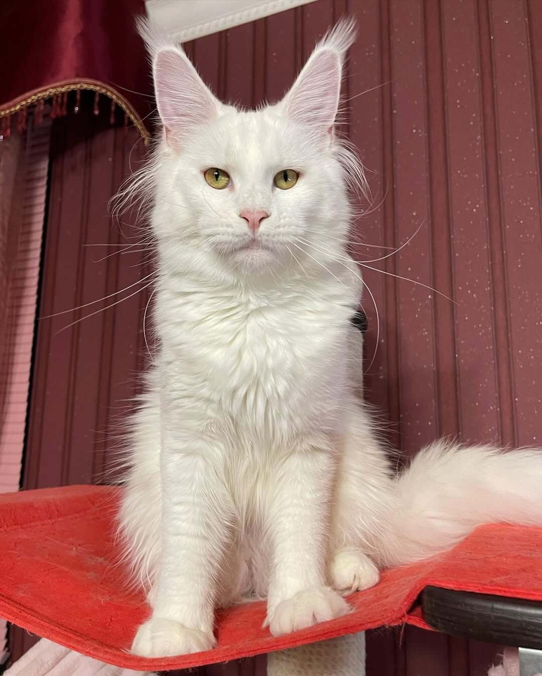 Maine Coon Kittens for Sale USA