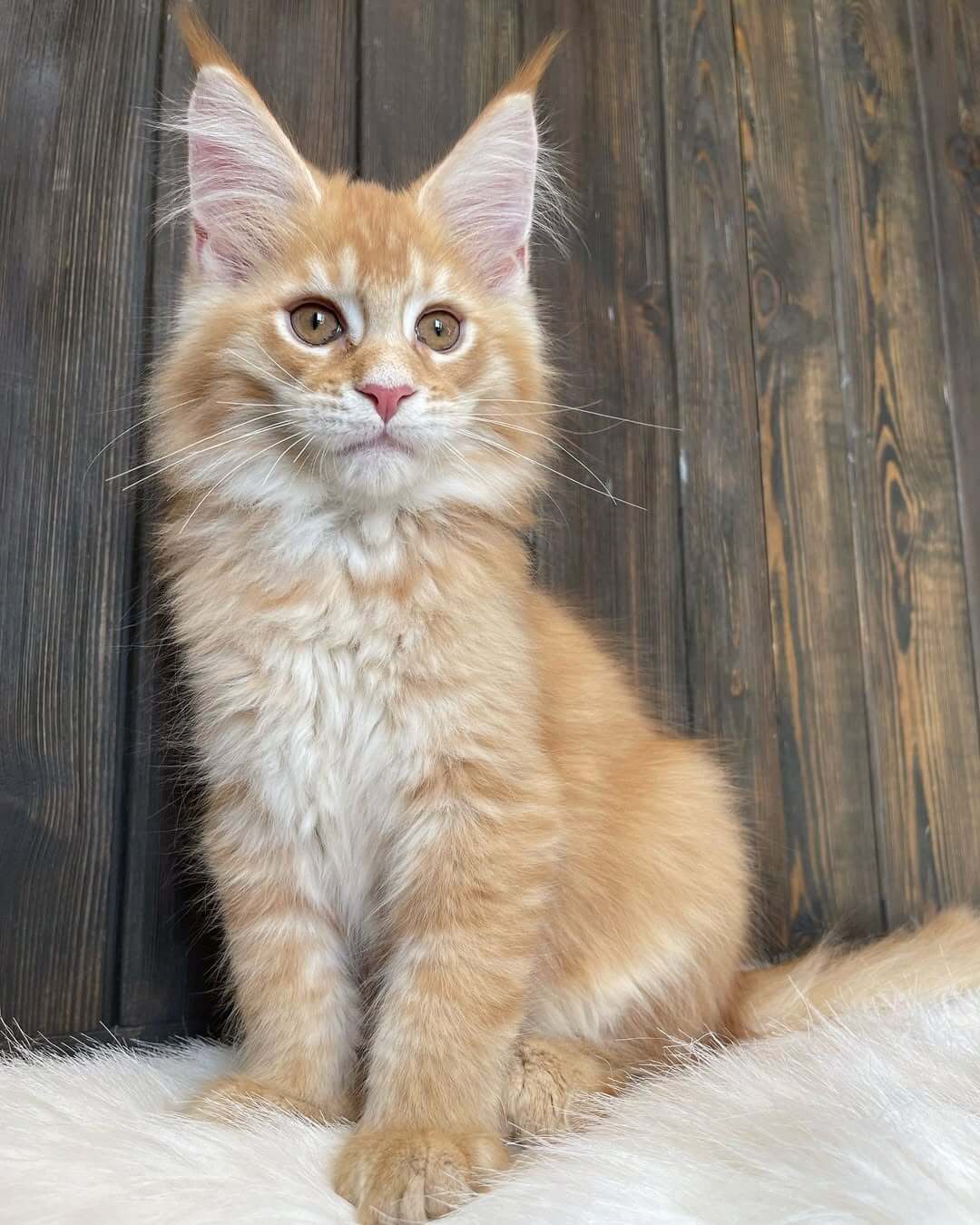 Maine Coon Kittens for Sale USA