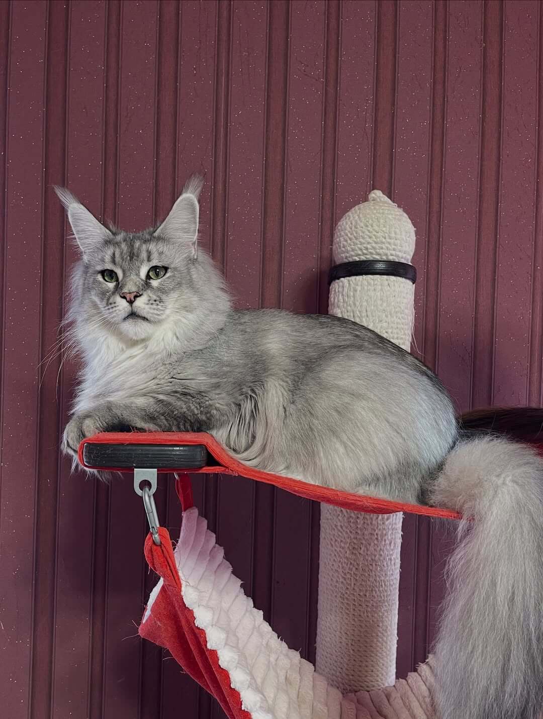 Maine Coon Kittens for Sale USA