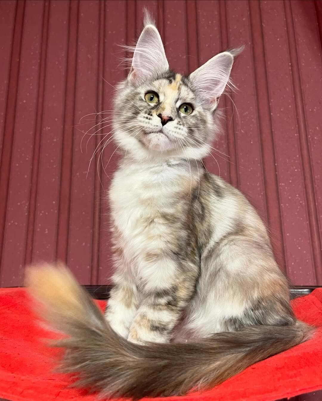 Maine Coon Kittens for Sale USA