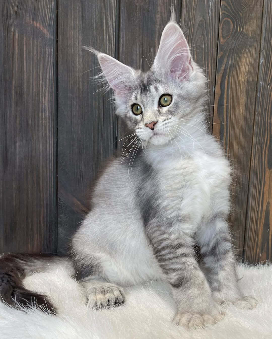Maine Coon Kittens for Sale USA