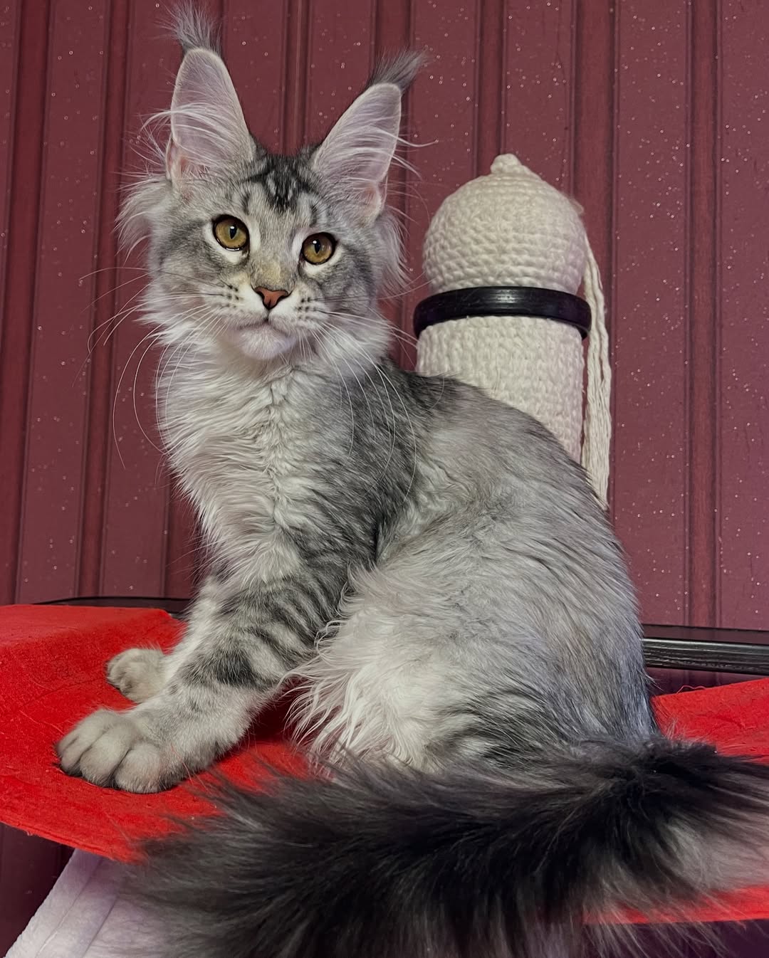 Maine Coon Kittens for Sale USA
